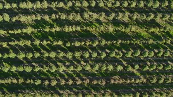 Pomar Maçãs Aéreas Vista Superior Grande Campo Jardim Floresta — Vídeo de Stock