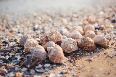 Farklı şekillerde deniz kabukları, renk ve boyutlarda ve birkaç ekstra büyük salyangoz kabuğu. Gün batımında, arka planda bokeh.