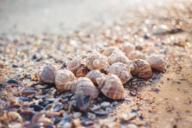 Farklı şekillerde deniz kabukları, renk ve boyutlarda ve birkaç ekstra büyük salyangoz kabuğu. Gün batımında, arka planda bokeh.