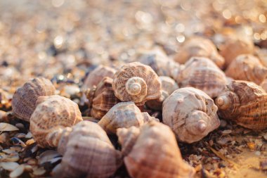 Farklı şekillerde deniz kabukları, renk ve boyutlarda ve birkaç ekstra büyük salyangoz kabuğu. Gün batımında, arka planda bokeh.