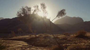 Amazing Sunrise on Desert Wadi Rum in Jordan. Trees on desert. Colorful desert sunrise with trees, sunbeams and mountains.