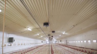 Kümes hayvanları çiftliği. Modern kümes hayvanlarında şişmanlatan tavuklar. Hangarda bir sürü tavuk var. Tavukları besle ve iç. Modern tarım.
