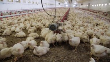 Kümes hayvanları çiftliği. Modern kümes hayvanlarında şişmanlatan tavuklar. Hangarda bir sürü tavuk var. Tavukları besle ve iç. Modern tarım.
