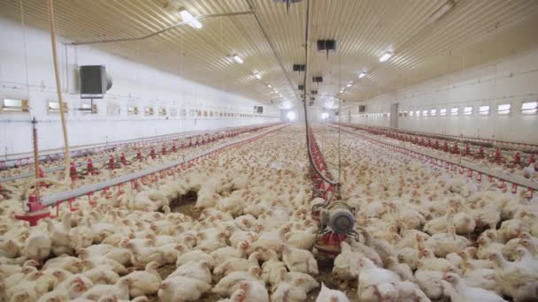 Poultry Farm Chickens Fattening Modern Poultry Farm Lots Chickens Hangar — Stock Video