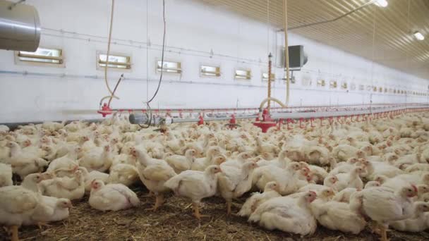 Εκτροφείο Πουλερικών Κοτόπουλα Προς Πάχυνση Ένα Σύγχρονο Πτηνοτροφείο Πολλά Κοτόπουλα — Αρχείο Βίντεο