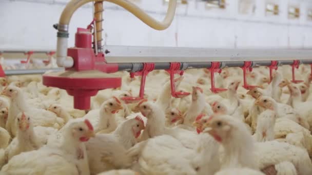 Fermă Păsări Găini Pentru Îngrășarea Fermă Modernă Păsări Curte Mulţime — Videoclip de stoc