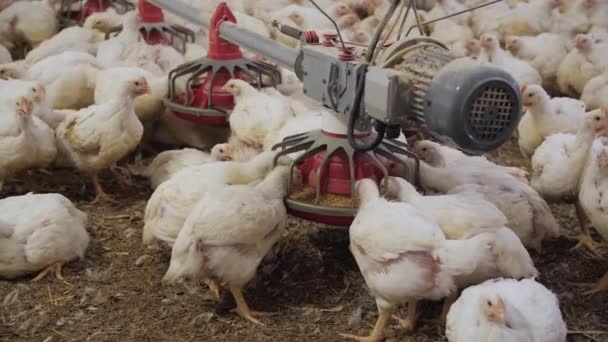 Εκτροφείο Πουλερικών Κοτόπουλα Προς Πάχυνση Ένα Σύγχρονο Πτηνοτροφείο Πολλά Κοτόπουλα — Αρχείο Βίντεο