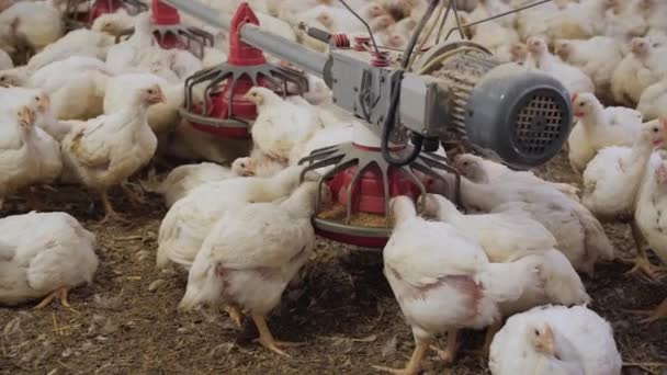 Aves Capoeira Galinhas Engorda Numa Moderna Quinta Avícola Muitas Galinhas — Vídeo de Stock