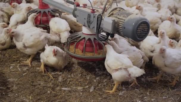 Aves Capoeira Galinhas Engorda Numa Moderna Quinta Avícola Muitas Galinhas — Vídeo de Stock