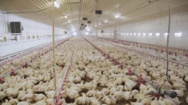 Kümes hayvanları çiftliği. Modern kümes hayvanlarında şişmanlatan tavuklar. Hangarda bir sürü tavuk var. Tavukları besle ve iç. Modern tarım.