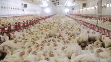 Kümes hayvanları çiftliği. Modern kümes hayvanlarında şişmanlatan tavuklar. Hangarda bir sürü tavuk var. Tavukları besle ve iç. Modern tarım.