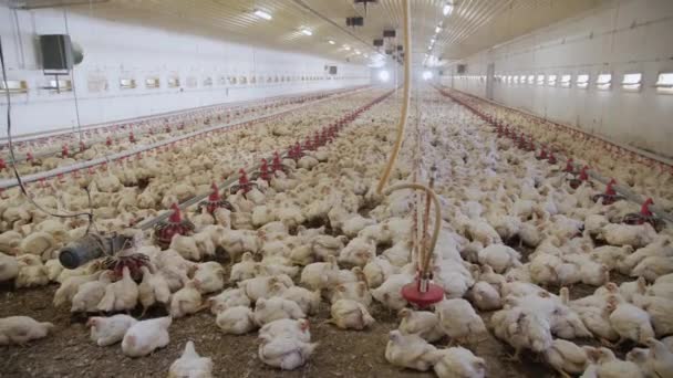 Farma Drobiu Kurczaki Rzeźne Nowoczesnej Fermie Drobiu Mnóstwo Kurczaków Hangarze — Wideo stockowe