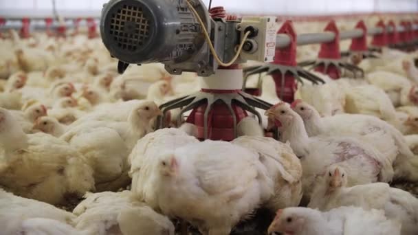 Aves Capoeira Galinhas Engorda Numa Moderna Quinta Avícola Muitas Galinhas — Vídeo de Stock