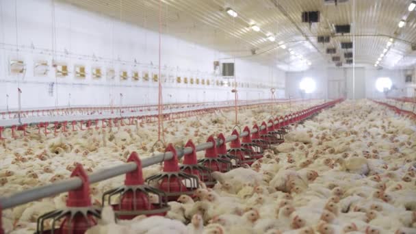 Granja Avícola Pollos Engorde Una Granja Avícola Moderna Muchas Gallinas — Vídeo de stock