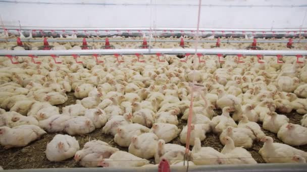 Aves Capoeira Galinhas Engorda Numa Moderna Quinta Avícola Muitas Galinhas — Vídeo de Stock