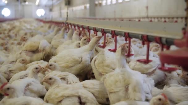 Granja Avícola Pollos Engorde Una Granja Avícola Moderna Muchas Gallinas — Vídeos de Stock