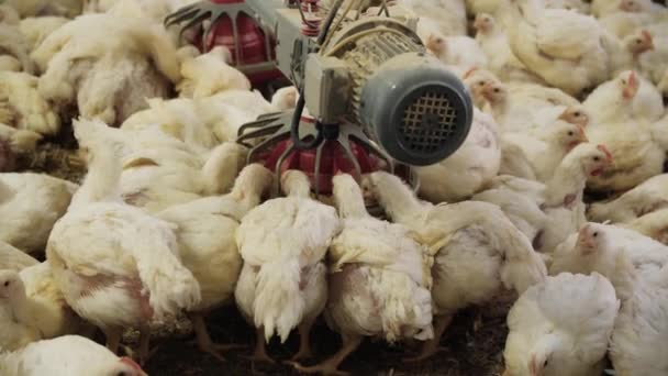 Ferme Avicole Poulets Engraissement Dans Une Ferme Avicole Moderne Beaucoup — Video