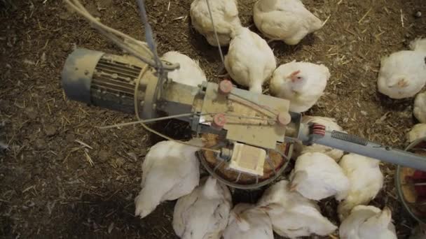 養鶏場 現代の養鶏場で肥育するための鶏 格納庫には鶏がたくさんいる 鶏の飼料と飲料 近代農業 — ストック動画