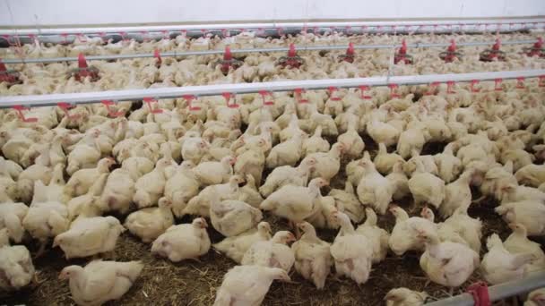 养鸡场在现代化的家禽饲养场养肥的鸡 机库里有很多鸡喂鸡和喝鸡 现代农业 — 图库视频影像