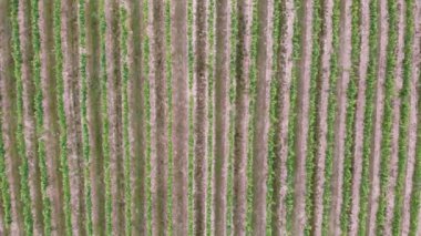 İtalyan Kırsal Bölgesi Güzel Çiftlikler ve Üzüm bağları Havadan Görünümü. Üzüm bağındaki üzümler. İnanılmaz bir üzüm bağı manzarasında hava görüntüsü.