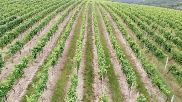 Aerial Top Widok Włoskiej Wsi Piękne Gospodarstwa Winnice Winogrona Winnicy — Wideo stockowe