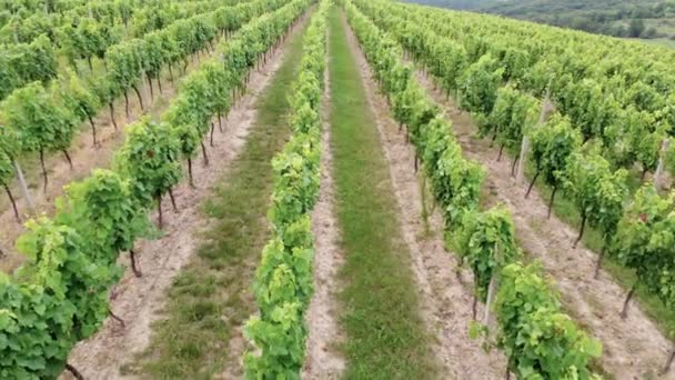 Aerial Top View Italian Countryside Beautiful Farms Vineyards Англійською Виноградник — стокове відео