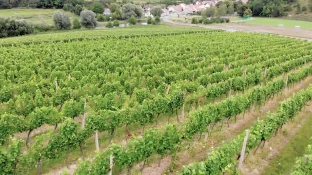 Vista Aérea Del Campo Italiano Hermosas Granjas Viñedos Uvas Viñedo — Vídeos de Stock