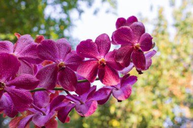 Fuchsia orkideleri yeşil ve beyaz bokeh arkaplanda çiçek açarlar. Bahar orkidesi çiçekleri gün içinde Tayland 'daki bir sergide çekilmiştir. Seçici odak noktası.