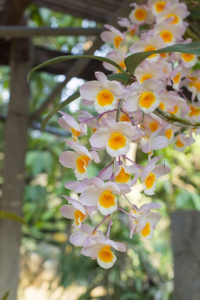 Цветы Белых Желтых Орхидей Листе Цветке Размыты Фон Orchid Цветы — стоковое фото
