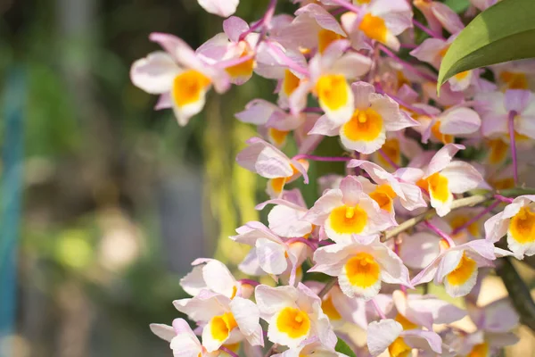 Fleurs Orchidées Blanches Jaunes Sur Fond Bleu Feuilles Fleurs Fleurs — Photo