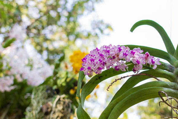 purple and white orchids flower on a green and white bokeh background.orchid flowers taken at an exhibition in Thailand during the day time.selective focus.