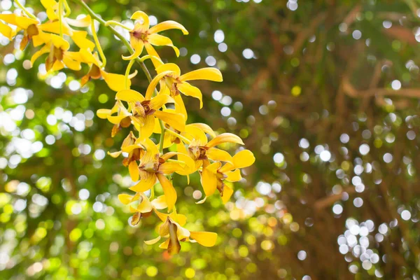 Yellow Orchids Flower White Green Bokeh Background Selective Focus Copy — стоковое фото