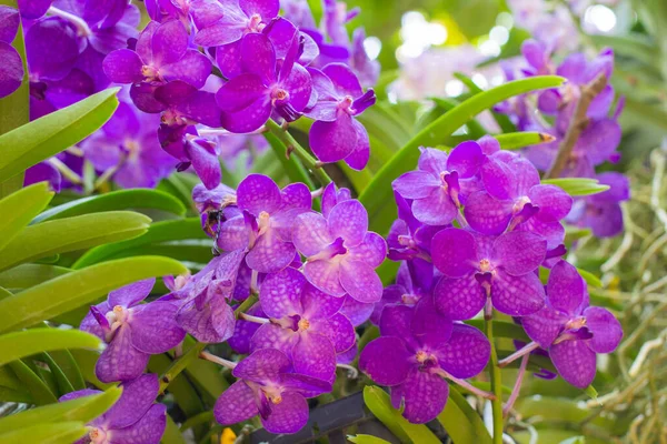 Фиолетовые Орхидеи Цветок Листе Цветы Размытые Background Orchid Цветы Взятые — стоковое фото