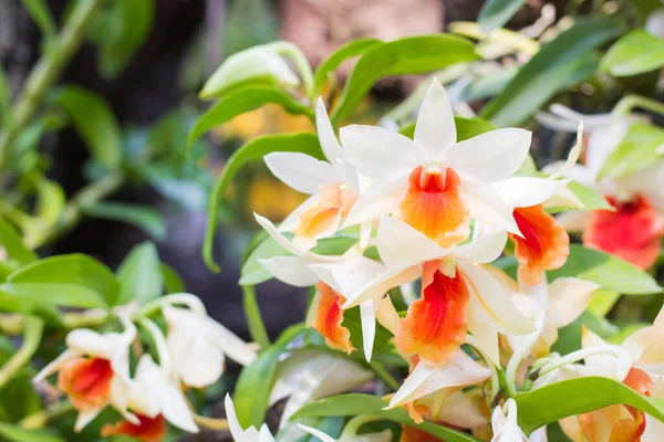 Белый Оранжевый Цветы Орхидеи Листе Цветок Размытые Background Orchid Цветы — стоковое фото