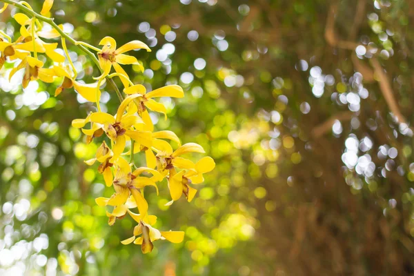 Yellow Orchids Flower White Green Bokeh Background Selective Focus Copy — стоковое фото