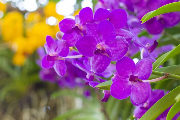 Фиолетовые Орхидеи Цветок Листе Цветы Размытые Background Orchid Цветы Взятые — стоковое фото