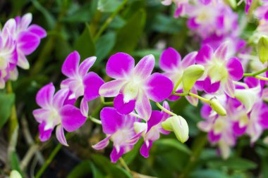 Gündüz vakti Tayland 'daki bir sergide çekilen yeşil mavi arkaplan orkide çiçekleri. Seçici odak noktası.