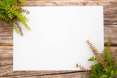 yeşil fesleğen çiçekleri ve tahta zemin üzerinde boş kağıt çarşaf, üst görünüm, metin için alan, düz uzanma.