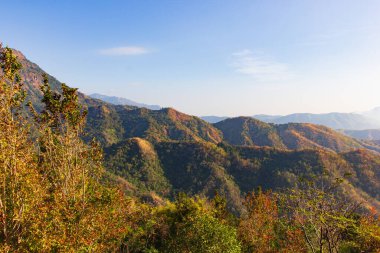 Dağdaki bitkiler ve yabani çiçekler, Tayland 'ın Phetchabun eyaletindeki dağların manzarası..