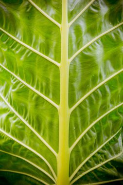 Yeşil yaprak dokusunu kapat, soyut arkaplan, vignette.