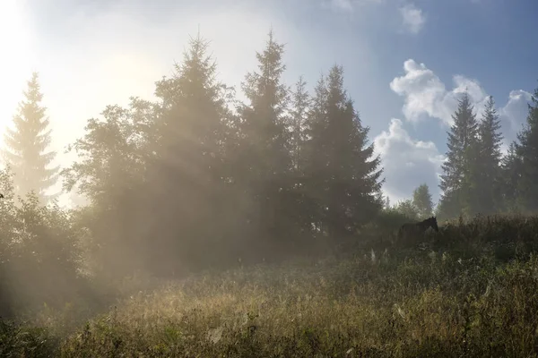 Brouillard matinal dans les montagnes. Des chevaux paissent dans une prairie des Carpates, en Ukraine . — Photo