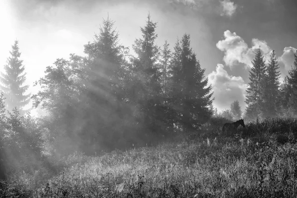 Brouillard matinal dans les montagnes. Des chevaux paissent dans une prairie des Carpates, en Ukraine . — Photo