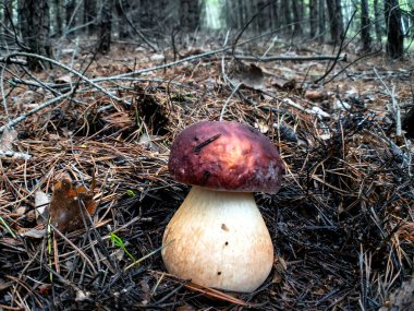 Ormanda beyaz mantarlar Butyriboletus rejimi veya boletus rejimi. Ukrayna.