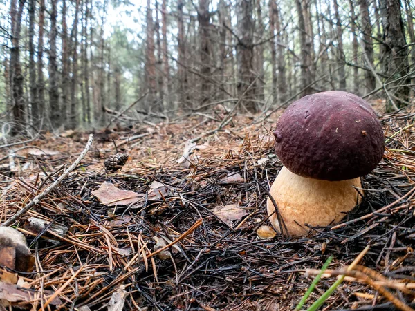 Vitsvamp Butyriboletus Regius Eller Boletus Regius Skogen Ukraina — Stockfoto