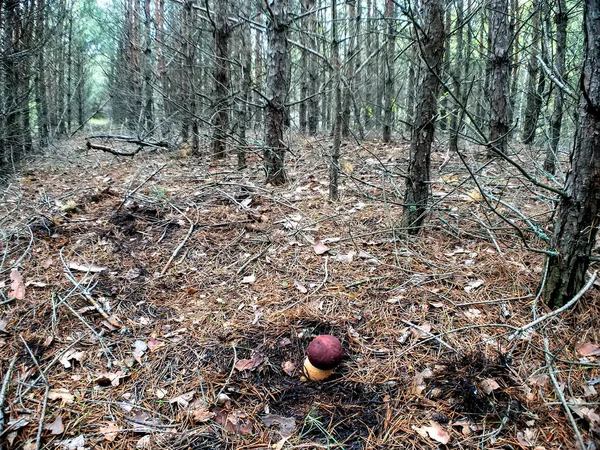 Λευκά Μανιτάρια Butyriboletus Regius Boletus Regius Στο Δάσος Ουκρανία — Φωτογραφία Αρχείου