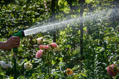 Elin bahçe hortumunu tutuyor ve gülleri suluyor. Yüksek kalite fotoğraf