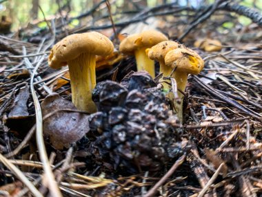 Sarı Chanterelles mantarı ya da ormanda yetişen Cantharellus cibarius mantarı. Ukrayna. Temmuz 2020. Yüksek kalite fotoğraf