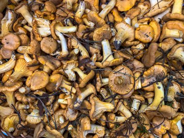 Sarı Chanterelles mantarı ya da sepetteki Cantharellus cibarius. Ukrayna. Temmuz 2020. Yüksek kalite fotoğraf