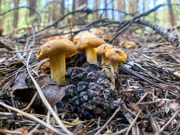 Cogumelos Amarelos Chanterelles Cantharellus Cibarius Crescendo Uma Floresta Ucrânia Julho — Fotografia de Stock