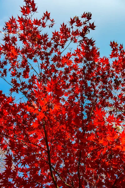 Bright red maple leaves on a background of blue sky. High quality photo